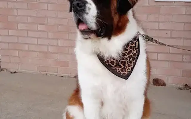 Mary's Pooch Parlor in Rootstown, OH