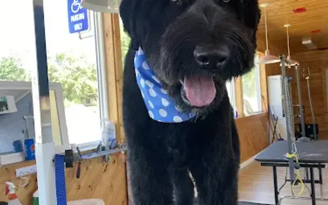 Danielles K9 Designs in Lake City, MI