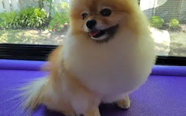 Scrub A Dub Doggie Mobile Spa in Encino, CA