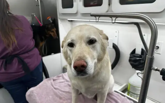 Posh Mobile Pet Grooming in Murray, UT