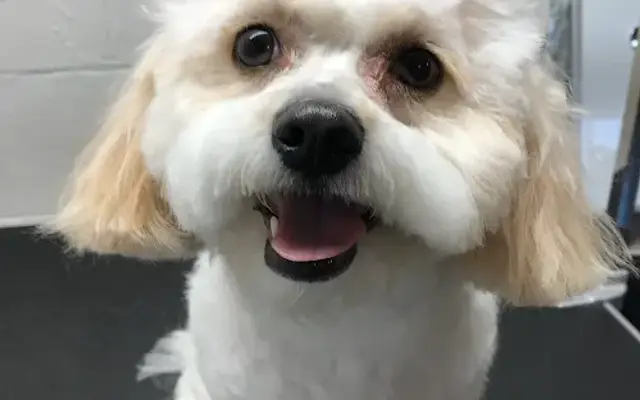 Jennifer’s Pet Parlor in Ooltewah, TN
