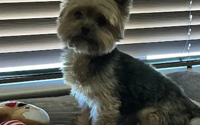 Woof Gang Bakery & Grooming Fairfield in Cypress, TX