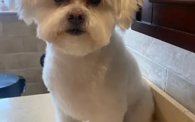 meg_grooms INC. in Brooklyn, NY