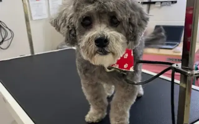 Pawsitive Vibes Grooming & Training in Paso Robles, CA