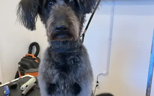 Healing Hands Grooming LLC in Bradenton, FL
