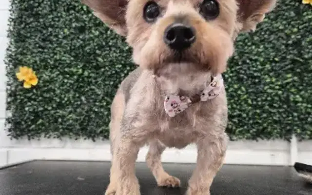 Gizmos Grooming and Pet Spa in Gibson, GA