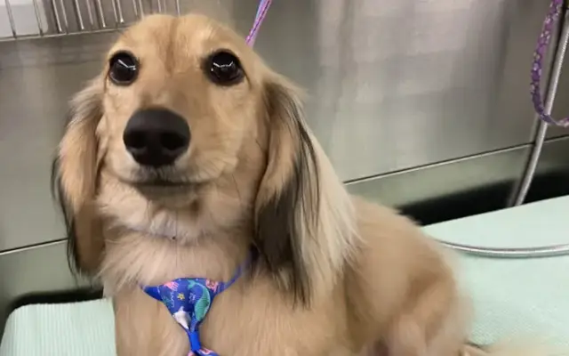 Dashing Paws Mobile Grooming in San Antonio, TX
