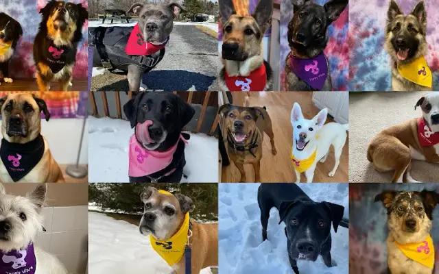 Yappy Vibes in Williamsport, MD