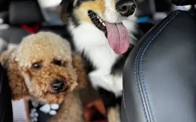 Furry Tails Pet Grooming in Poinciana, FL