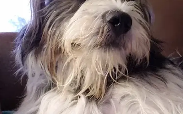Mo's Pampered Paws LLC in Baldwyn, MS