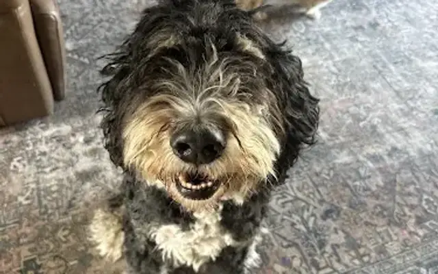 The Doodle Dude in Friendswood, TX
