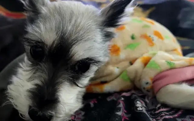 Cypress Point Animal Hospital in Mandeville, LA