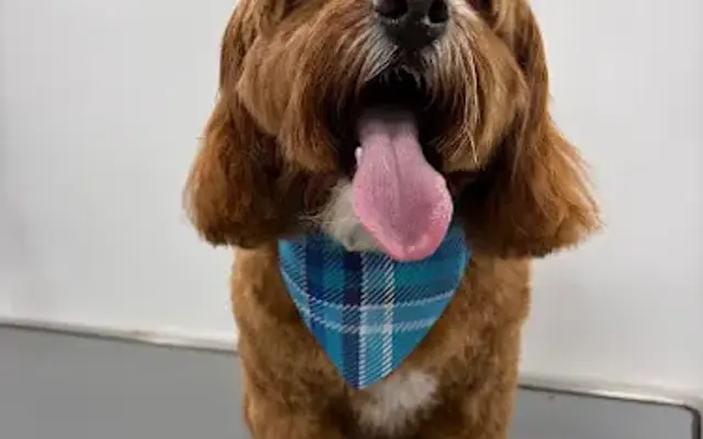 Dr. Grooming Mobile Pet SPA in Daly City, CA