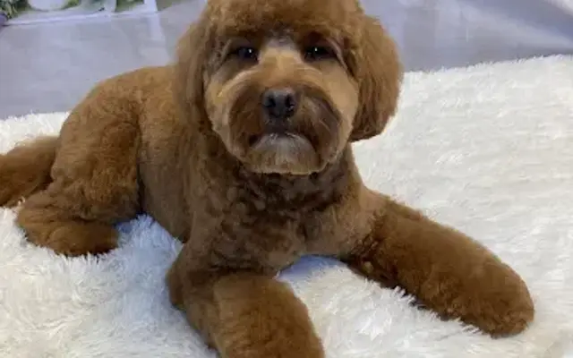 Sensational Canines LLC in White Post, VA