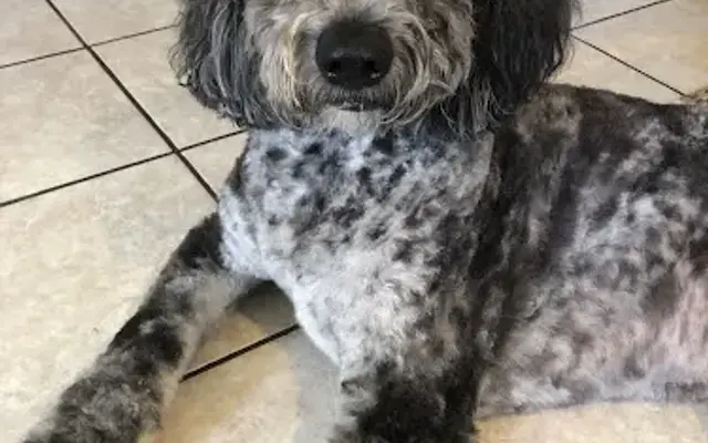 Teddy's Country Kennel in Pontiac, IL