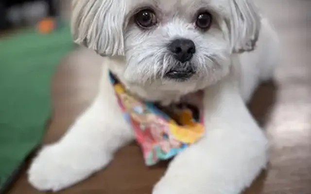 Grooming by Jackie, LLC in Coram, NY