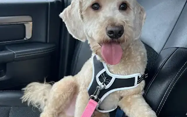 Paw Spa Grooming LLC in Fayetteville, PA