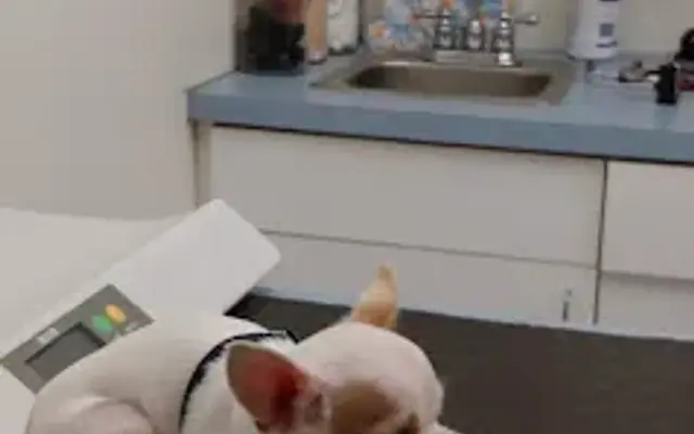 VCA Nellis Animal Hospital in Las Vegas, NV