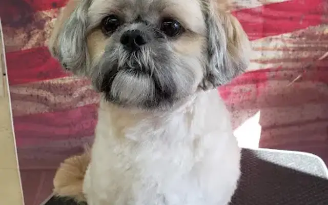 Susie's Groom Hut & Pet Services in Beverly, MA