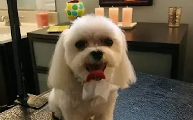 Petnificent Grooming in Henrico, VA