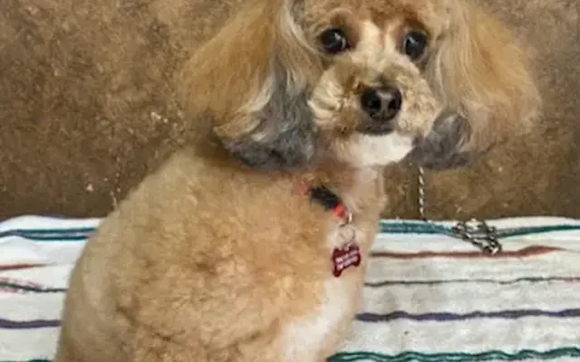 Happy Tails By Lisa in Spring Branch, TX