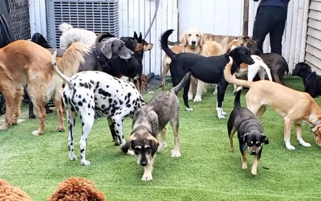 Lickers n Sniffers in Brooklyn, NY