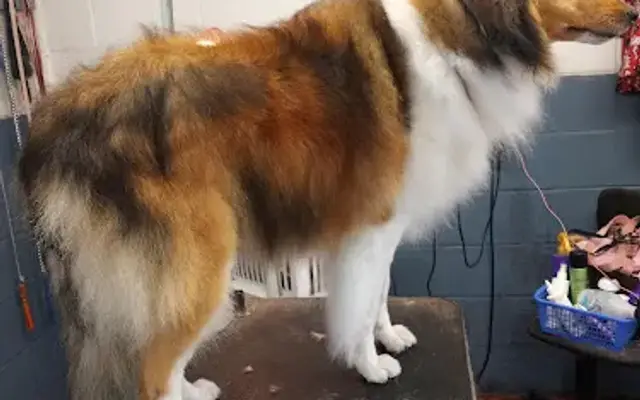 Dog House Pet Grooming in Tenino, WA