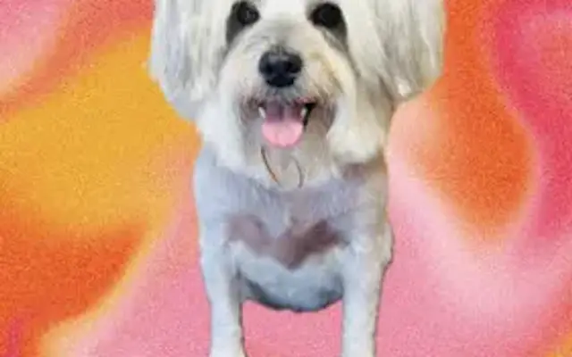 Crystal Gentle Grooming in San Antonio, TX