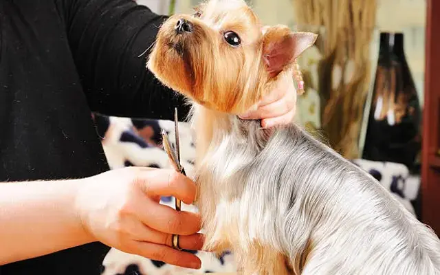 Pawsome Mobile Grooming in Haltom City, TX