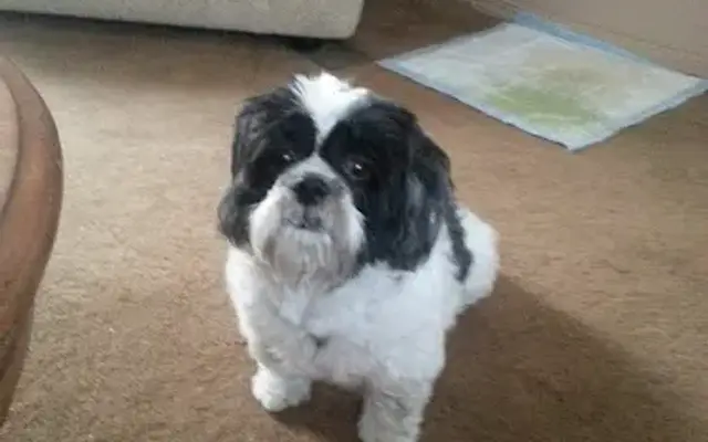 Campbell's Pet Grooming in Wellsburg, WV