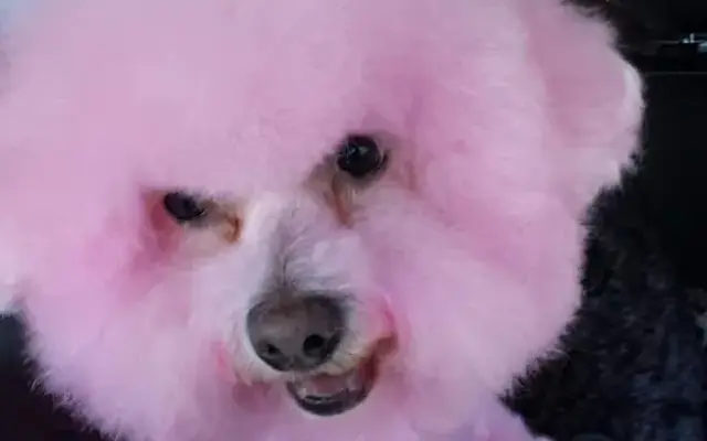 Pink Poodle Parlor & Pink Poodle to you in Henderson, NV