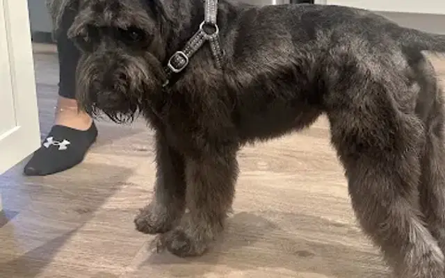 Lulu's Mobile Pet Spa LLC in DeLand, FL