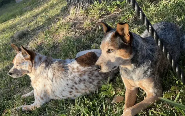 Fuzzy Pawz in Ingleside, TX