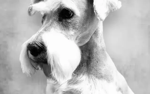 Top Knotch Pet Parlor in Woodward, OK