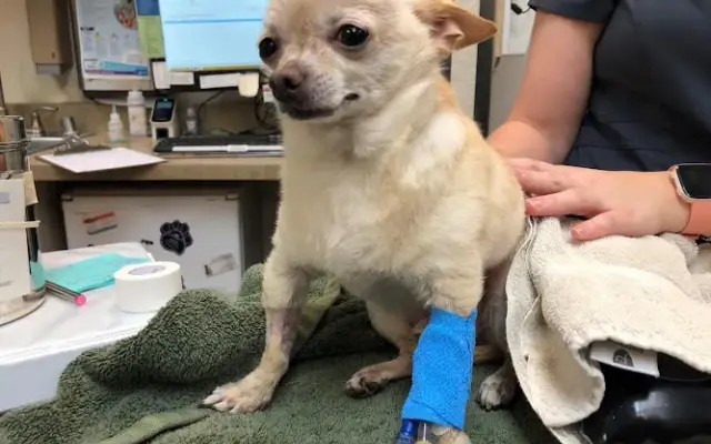 Lovet Pet Health Care - Anthem in Anthem, AZ