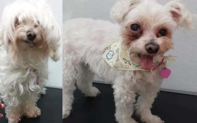 Groomiez #1 Mobile Pet Spa in Newbury Park, CA