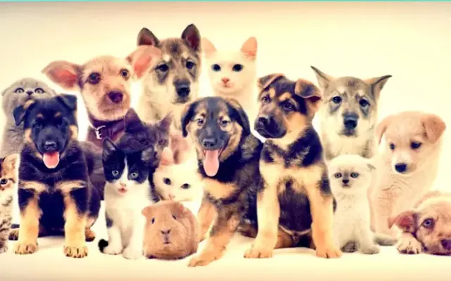 Sweeties Mobile Pet Grooming in Southwest Ranches, FL
