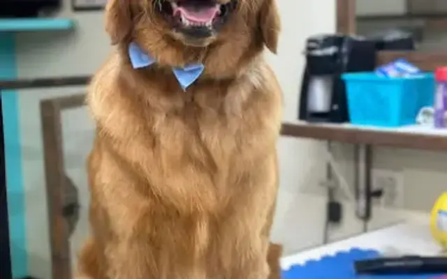 The dog barber in White Pine, TN