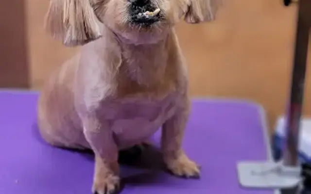 Claire's Southern Style Grooming in Dundee, FL