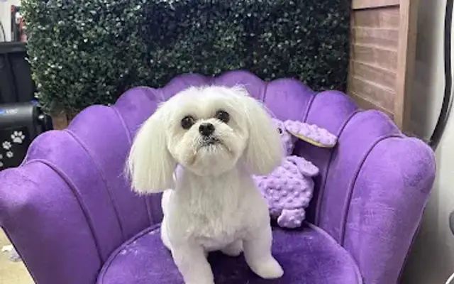 Leash and Lather Grooming Co. in Phoenix, AZ