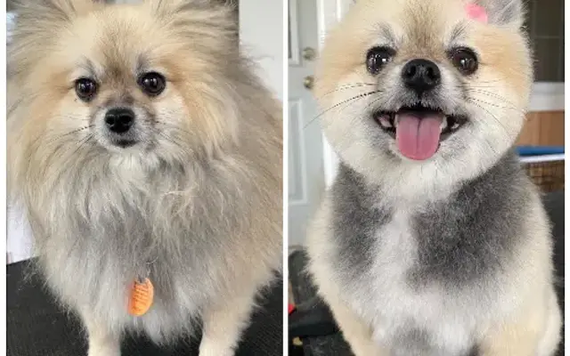 JJ's Dog Grooming in Hackett, AR