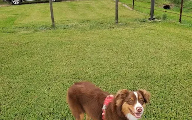 J-Canine Pet Resort in Rosenberg, TX