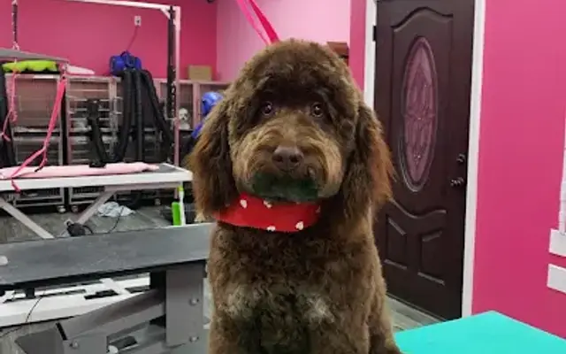 Harrie Paws Pet Grooming in Brenham, TX