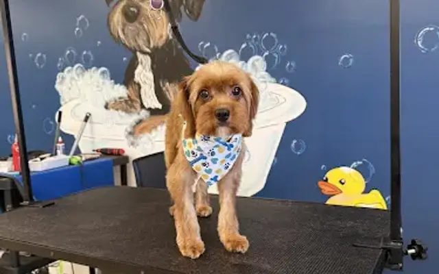 Doggy Styling Grooming Salon in Jackson, MS