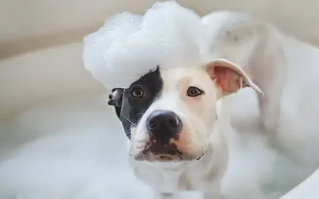 The Fur Spa in Ashland City, TN