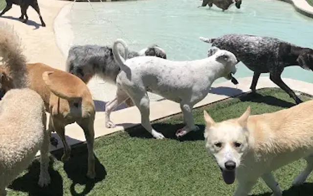 Barkway Pet Resort in Tomball, TX