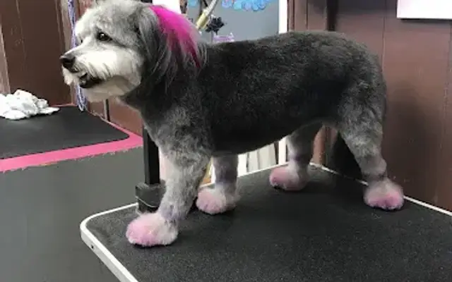 Tattle Tails Grooming by Brenda in Barstow, CA