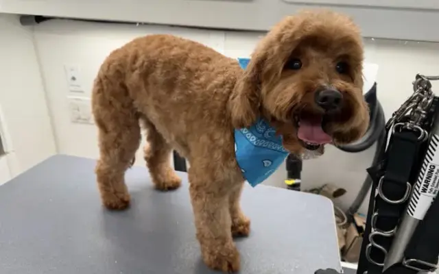Dapper Dog Mobile Grooming in Lehi, UT