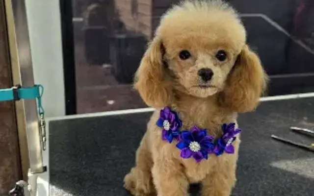 K9 Transfurmation Inc. in Jacksonville, FL