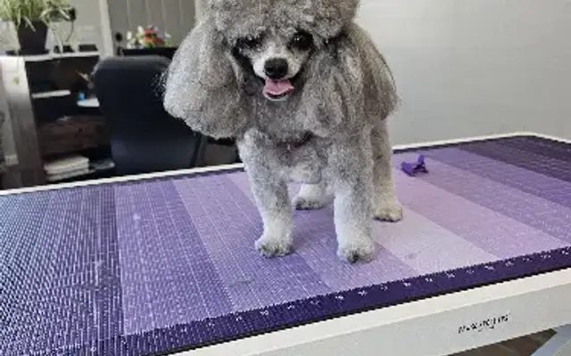 Sitting Pretty Grooming Studio in San Tan Valley, AZ